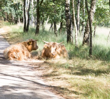 Liggende Schotse Hooglanders.jpg