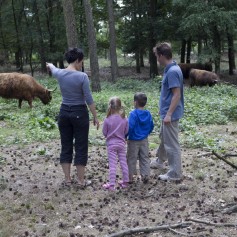 Schotse Hooglanders De Ullingse Bergen