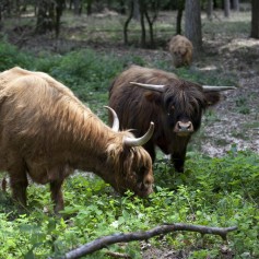 Schotse Hooglanders De Ullingse Bergen 2