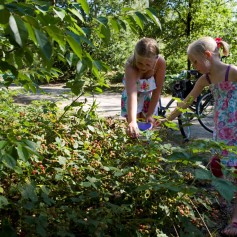 Besjes plukken Staatsbossen De Ullingse Bergen