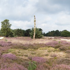 Heide in bloei