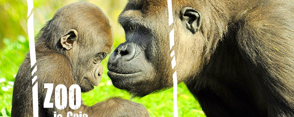 Gorilla's ZOO is Gaia 2018.jpg