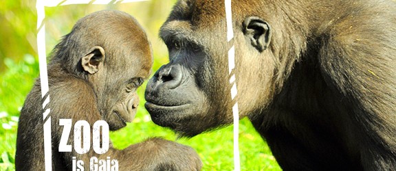 Gorilla's ZOO is Gaia 2018.jpg