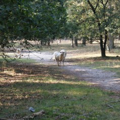 Omgeving De Ullingse Bergen 3