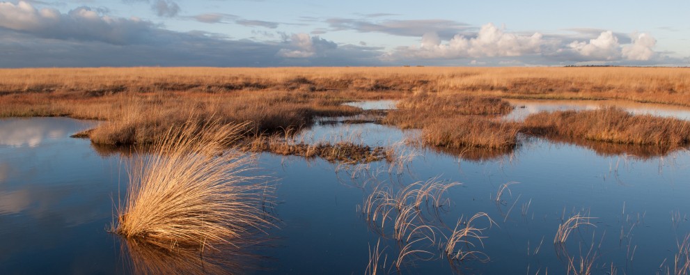 Nationaalpark De Hoge Veluwe _Deelense veld - Henk Ruseler.jpg