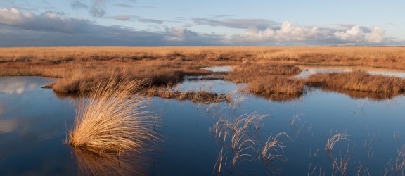 Nationaalpark De Hoge Veluwe _Deelense veld - Henk Ruseler.jpg