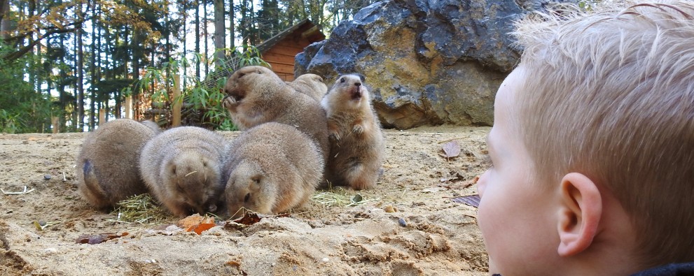 DierenPark Amersfoort - Prairiehondjes.jpg
