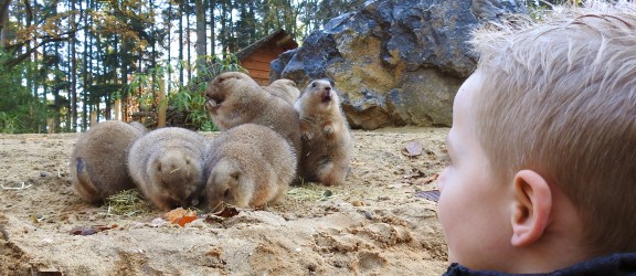 DierenPark Amersfoort - Prairiehondjes.jpg