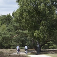 Omgeving De Ullingse Bergen 6