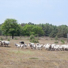 Schapen op de Ullingse Bergen