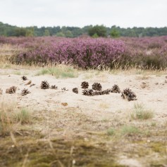Heide met dennenappels