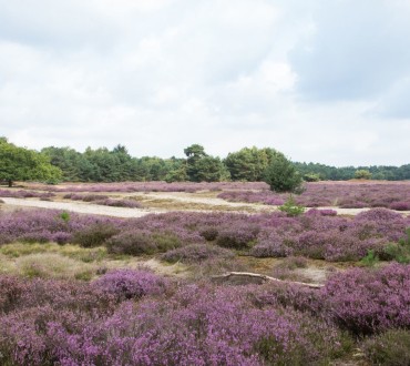 Omgeving_UllingseBergen