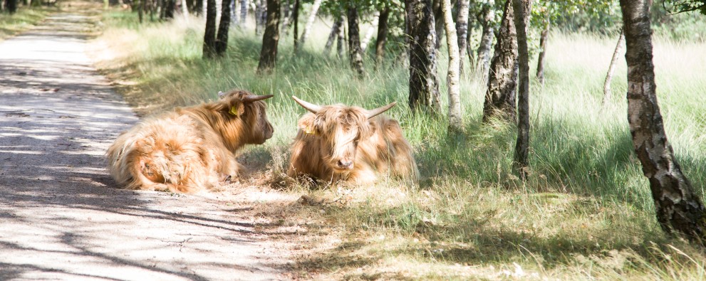 Liggende Schotse Hooglanders.jpg