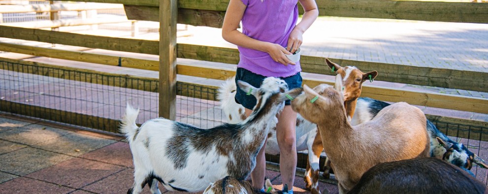 Binky - 818A2508 - Geitjes voeren klein.jpg