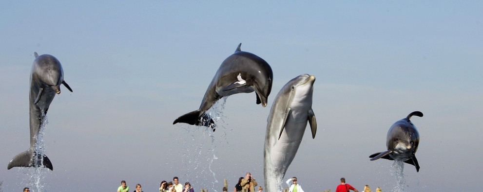 DH15_Dier_dolfijn_dolfijnendelta_brug.JPG