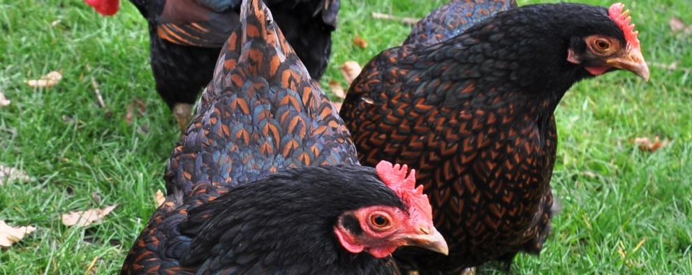 Pluimveemuseum - Barnevelder kriel dubbelgezoomd.jpg