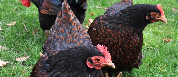 Pluimveemuseum - Barnevelder kriel dubbelgezoomd.jpg