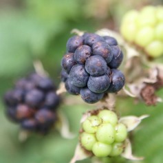 Besjes Staatsbossen De Ullingse Bergen