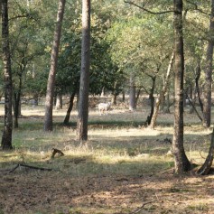 Omgeving De Ullingse Bergen 4