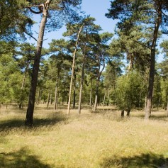 Staatsbossen De Ullingse Bergen