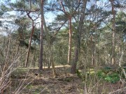 Achtertuin.jpg