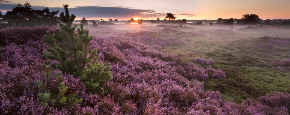 Natuur Brabant.jpg