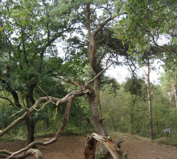Foto heksenboom.jpg