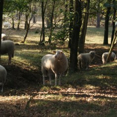 Omgeving De Ullingse Bergen 2