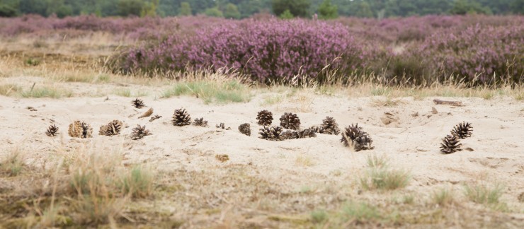 Heide met dennenappels.jpg