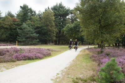 Fietsen op de hei.jpg
