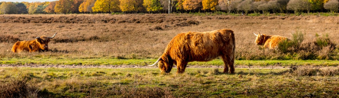 Schotse Hooglanders
