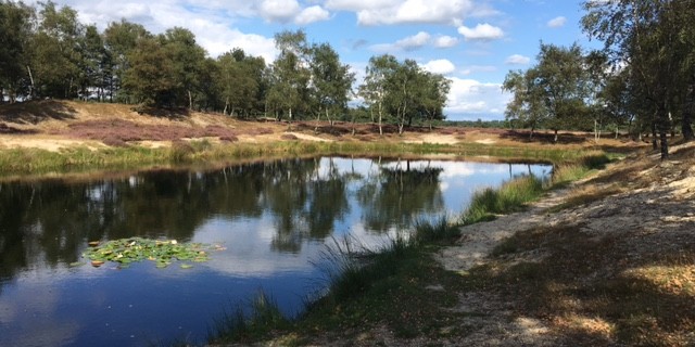 Vijver Staatsbossen
