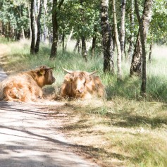 Liggende Schotse Hooglanders.jpg