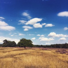Blauwe lucht met heide