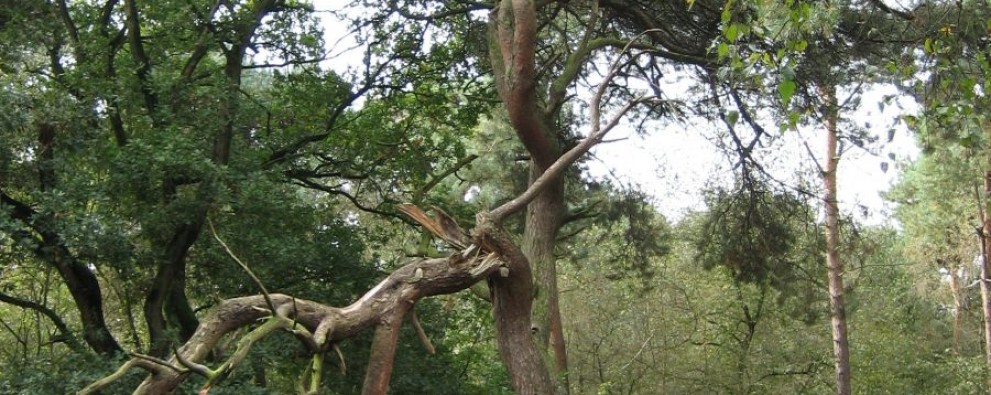 Foto heksenboom.jpg Foto heksenboom.jpg